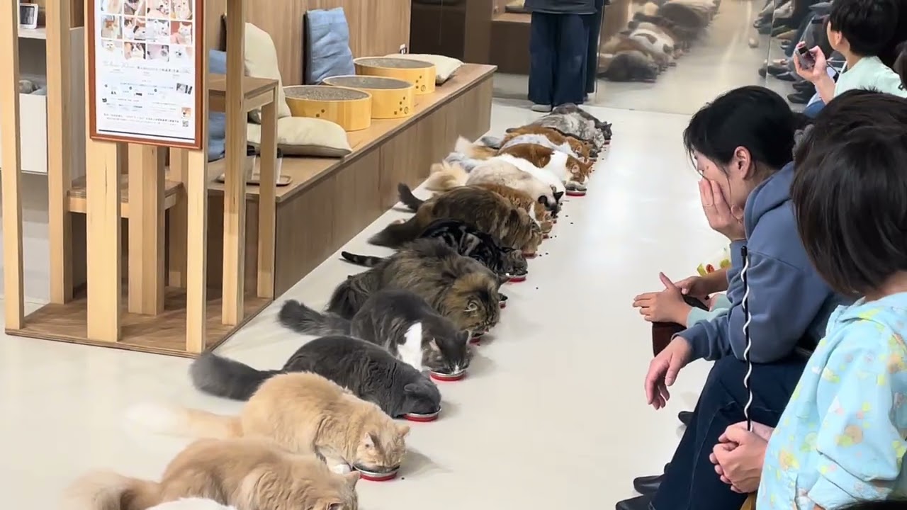 Cat cafe feeding in Hirakata Mall, Osaka