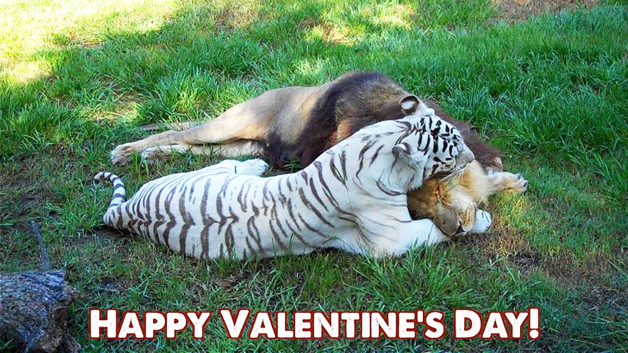 BIG CAT Valentines Day!