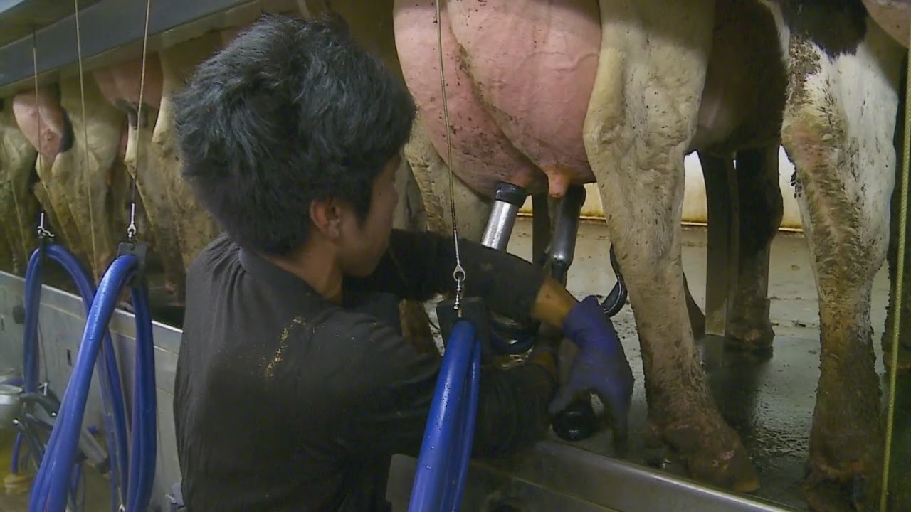 Dairy Farmers Losing Canadian Milk Markets