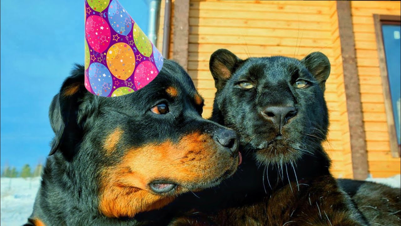 Вене 10 лет, празднуем с пантерой Луной и компанией 😁🥳