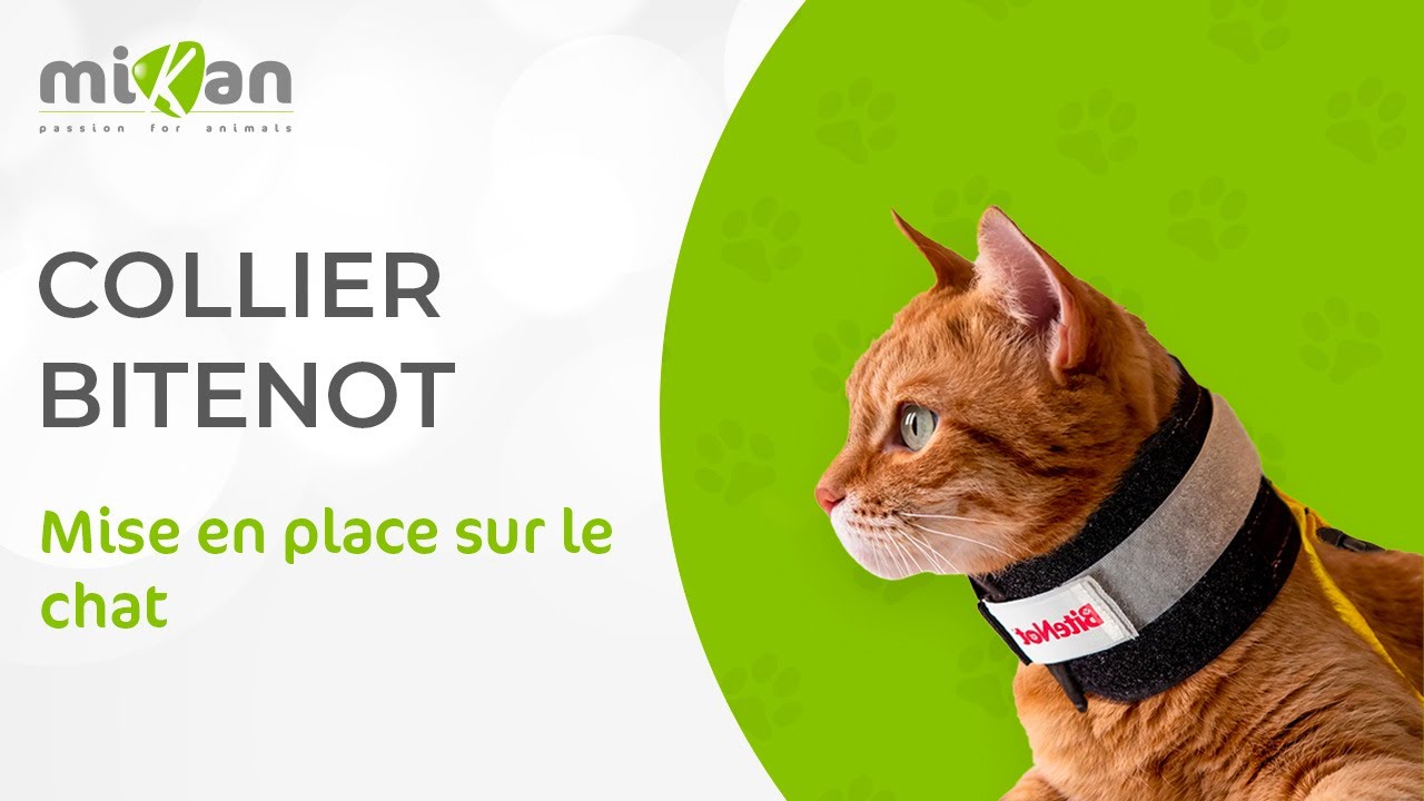 Mise en place du collier collerette Bitenot pour animaux chez le chat - Mikan