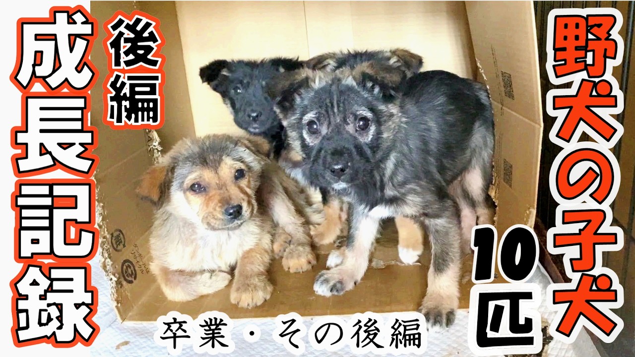【子犬10匹　保護】野犬の群れの子犬１０匹を保護した成長記録　【後編 】
