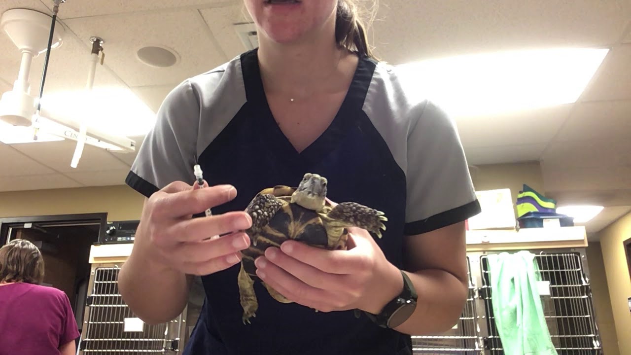How to give injectable medications to your tortoise