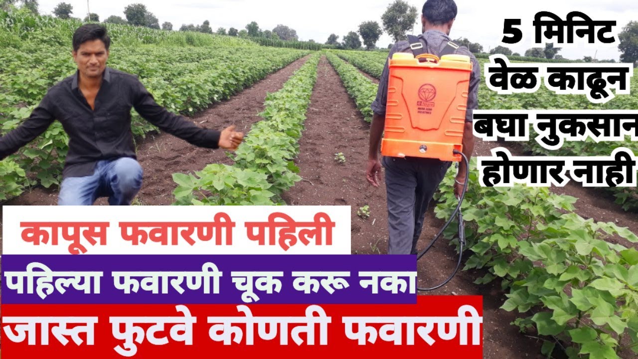 कापूस फवारणी पहिली! पाऊस नसल्यामुळे नियोजनात बदल! जास्त फुटवे येतात कसे