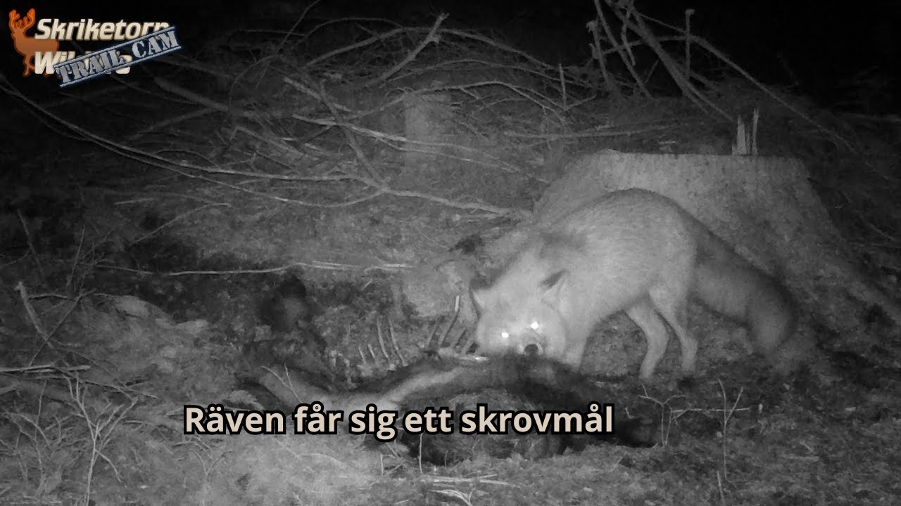 R&auml;ven f&aring;r sig ett skrovm&aring;l. (Trail Cam)