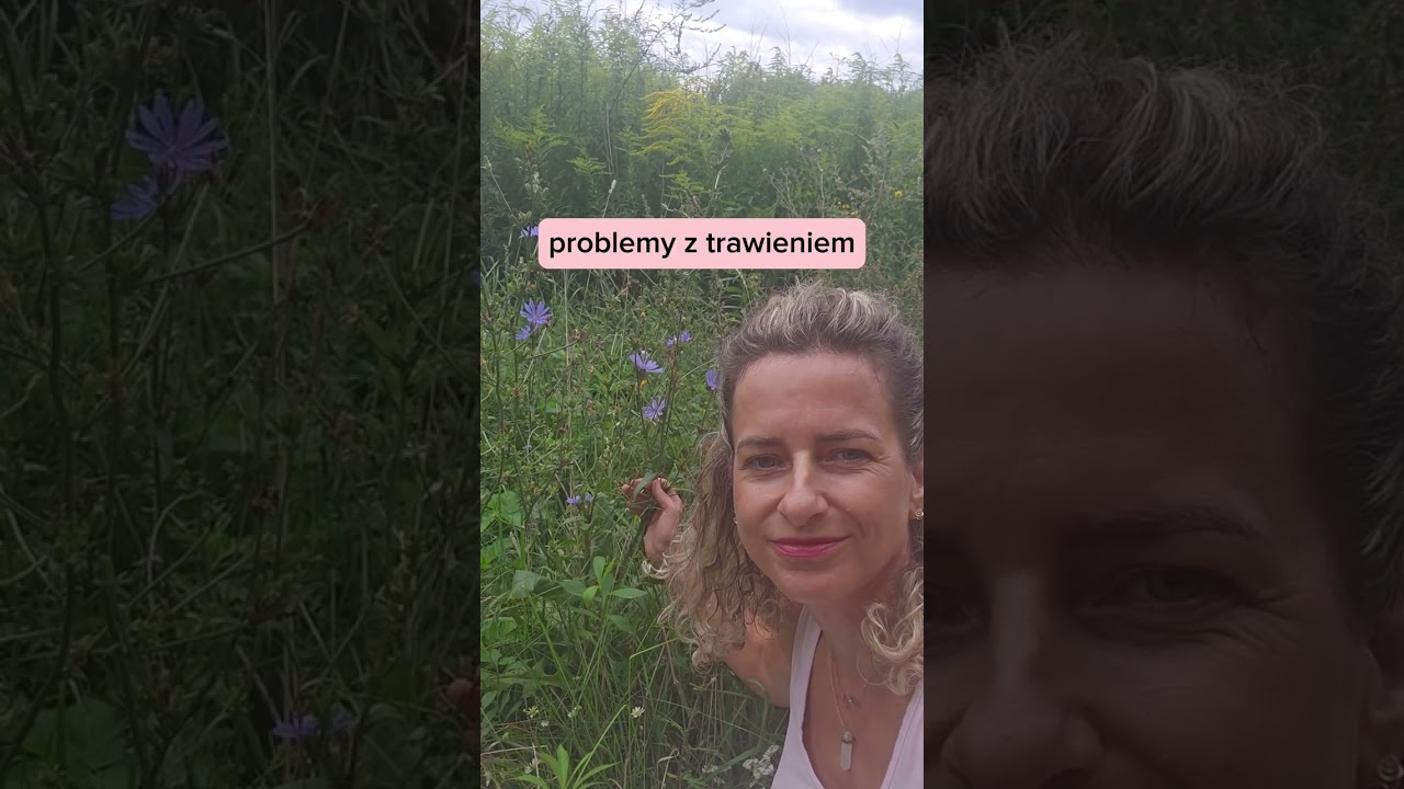 Cykoria podr&oacute;żnik zawiera inulinę-pokarm dla bakterii probiotycznych.🌸