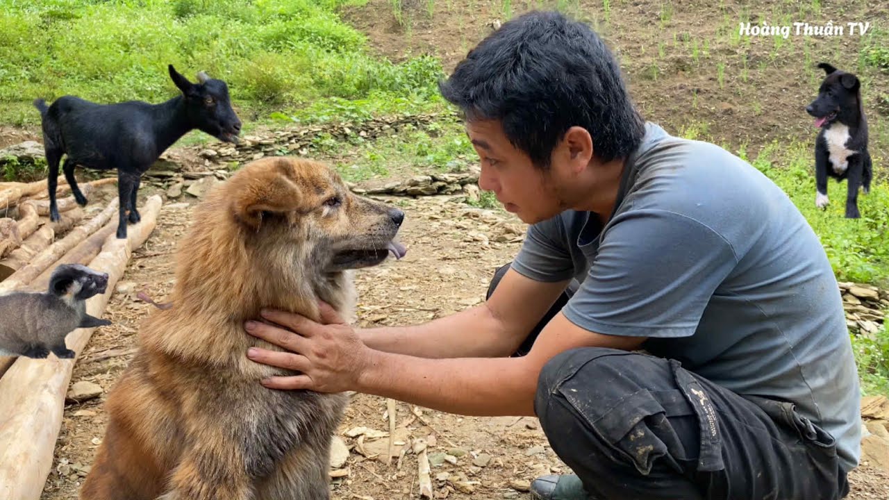 Мужчина заботится о своих питомцах и строит себе дом в джунглях на севере Вьетнама.