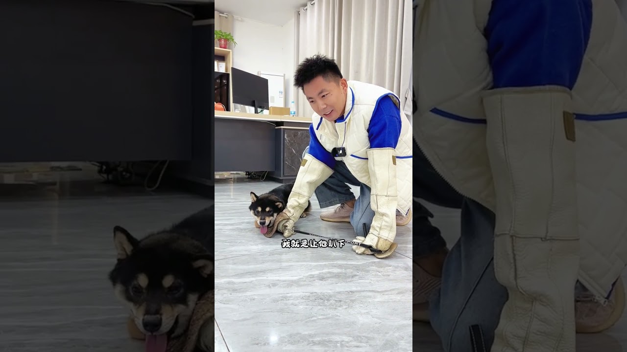 校长说要打十个！ #柴犬 #壹陸训犬 #南京皇冠宠物学校