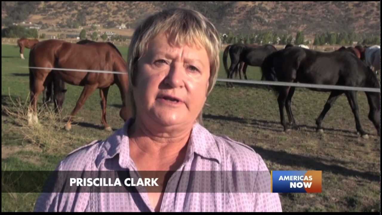 Racing for their Lives: An In-Depth Look at Doping in the U.S. Horse Racing Industry