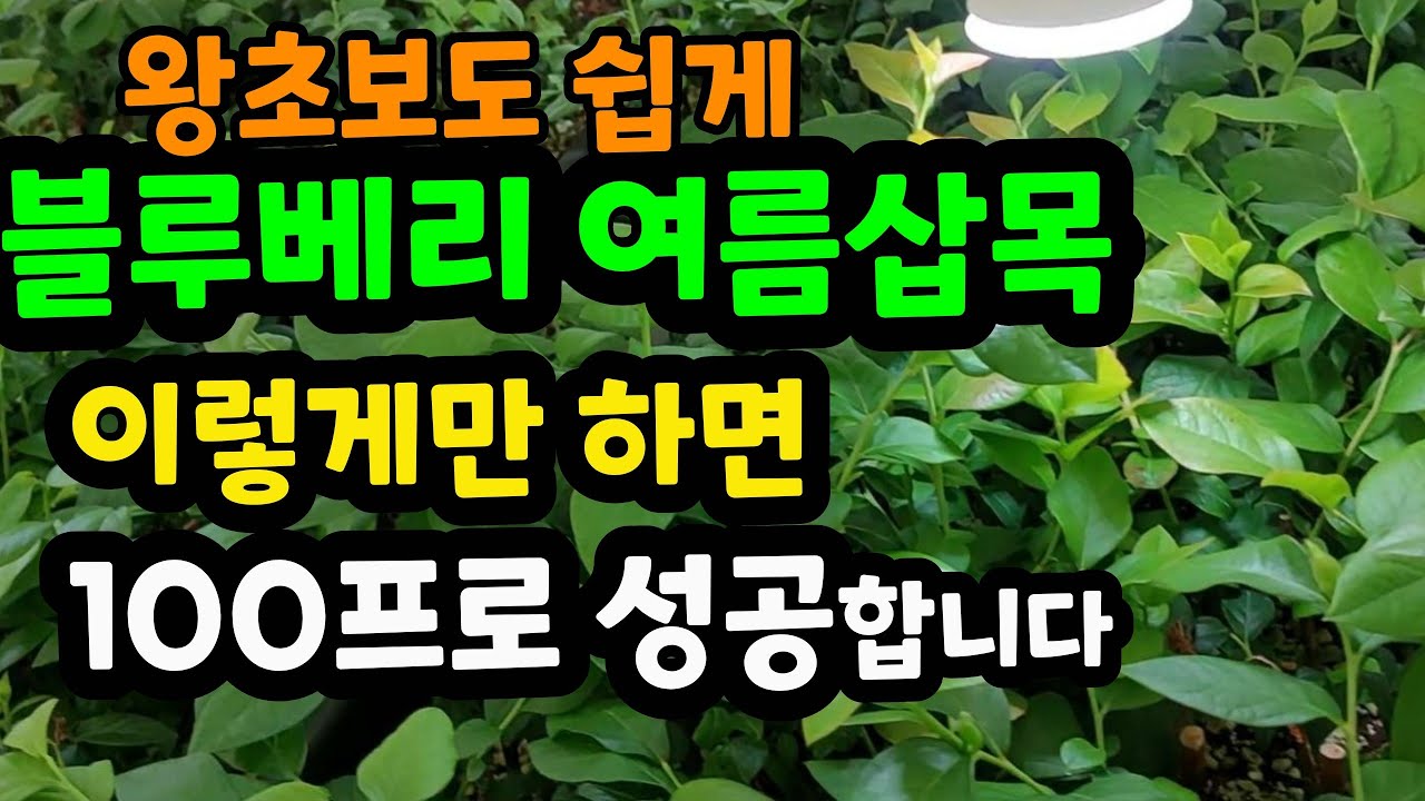 블루베리 여름삽목 알고보면 아주 쉬워요