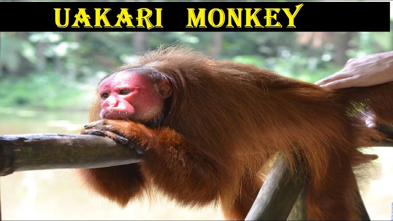 Uakari monkey | animal histrology