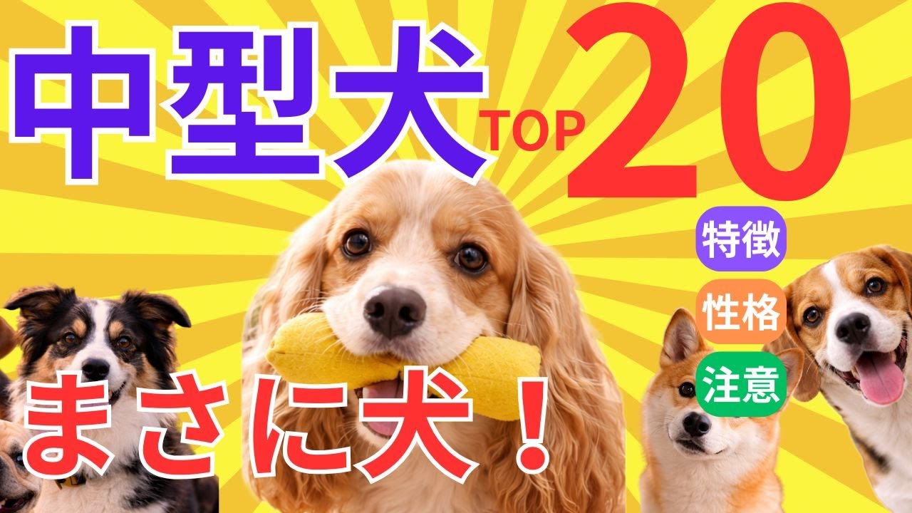 【2025年最新版】中型犬人気ランキングTOP20｜性格・飼いやすさで本当に選ばれている犬種