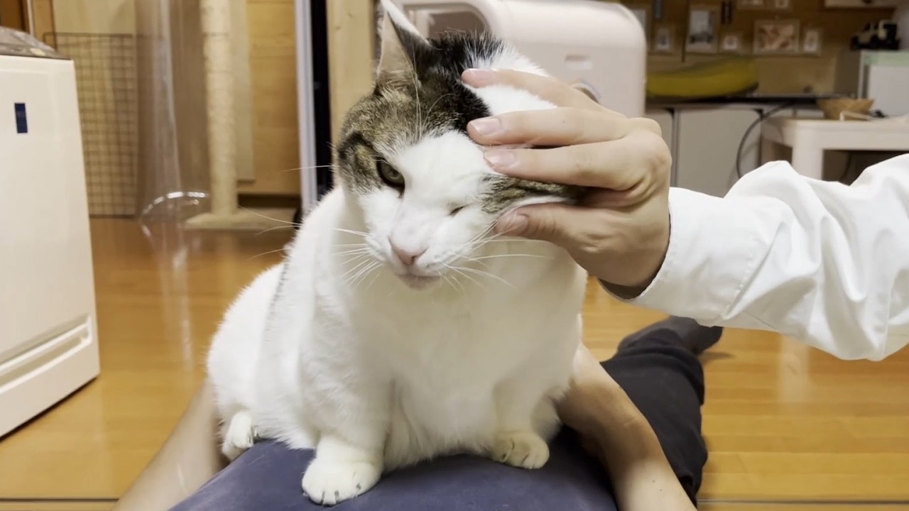 みんなのことは大好きやけどニャン棒はもっと好きな猫