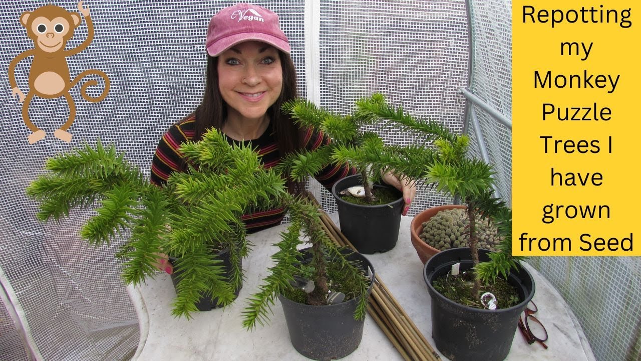 Пересадка моих деревцев-головоломков Monkey Puzzle Trees, которые я вырастил из семян - Araucaria...