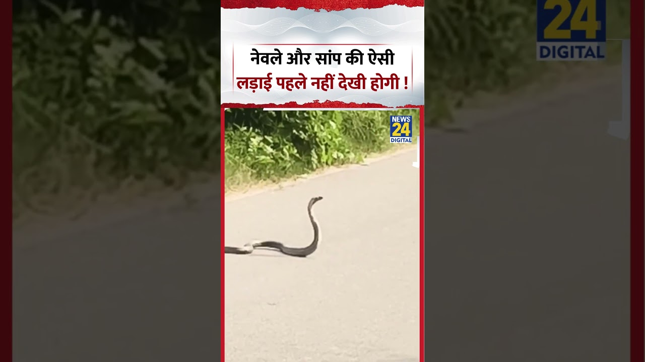 Mongoose Snake Fight Viral Video | नेवले और सांप की ऐसी लड़ाई पहले नहीं देखी होगी ! #shorts #viral