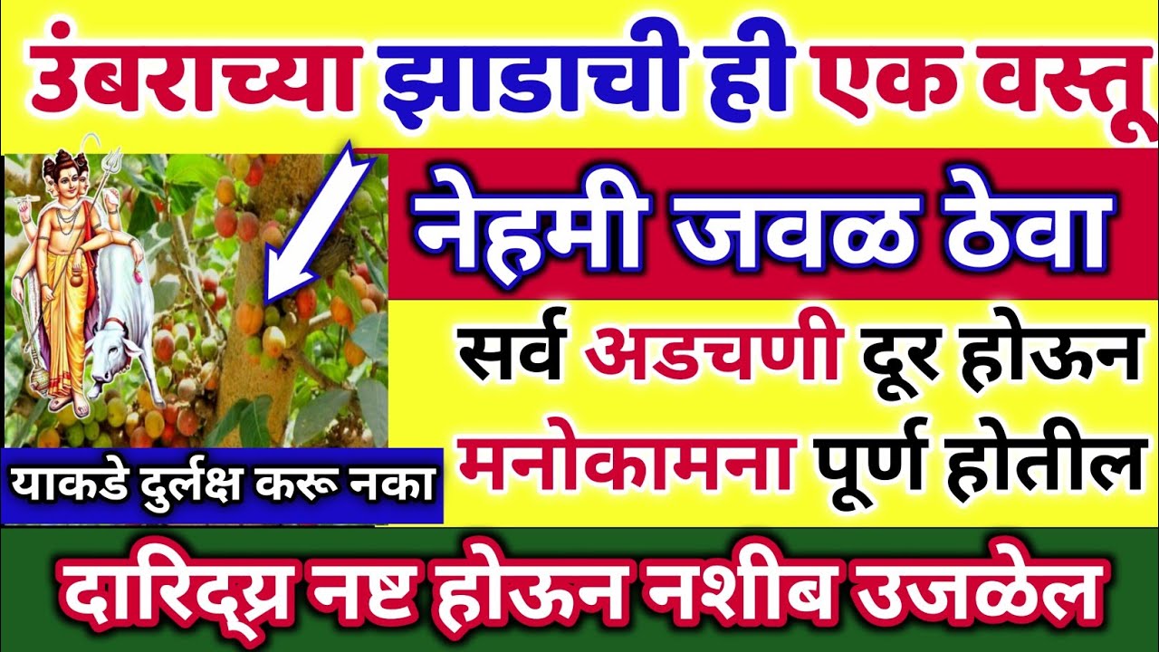 🌺#औदुंबर #उंबराच्या झाडाची ही एक ☝️वस्तू नेहमी जवळ ठेवा | संकट,दारिद्र्य दूर होईल💯 | Datta jayanti🙏