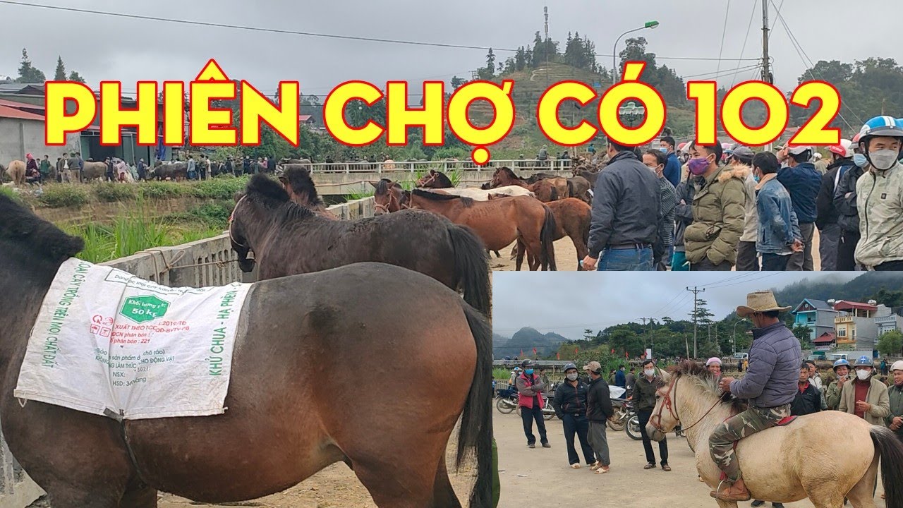 Độc Đáo Với Chợ Ngựa Bắc Hà Lào Cai | Chợ Phiên Bắc Hà TV