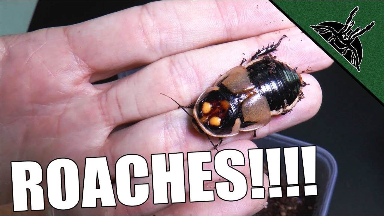 ROACH UPGRADE AND UPDATE!