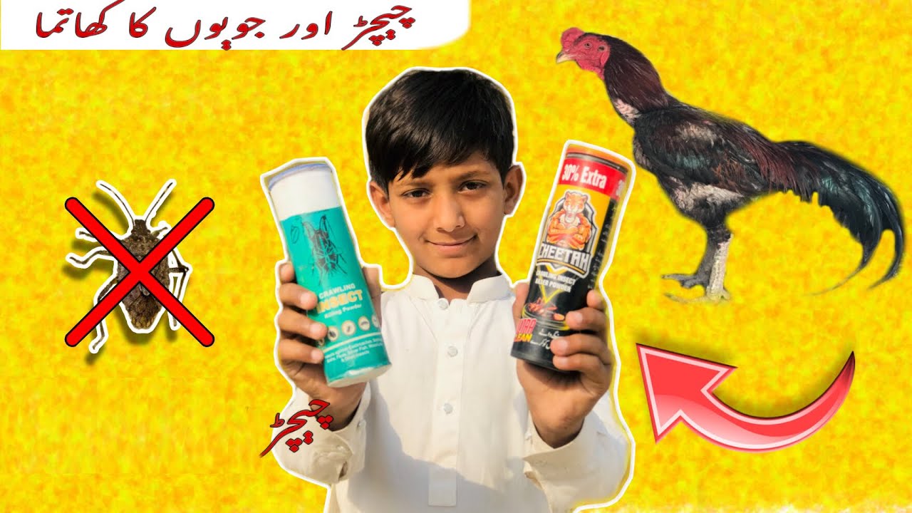 Coopex powder || Chicharo Ka Khatma || Watch full video # BhattiAseelFarm#millionviews