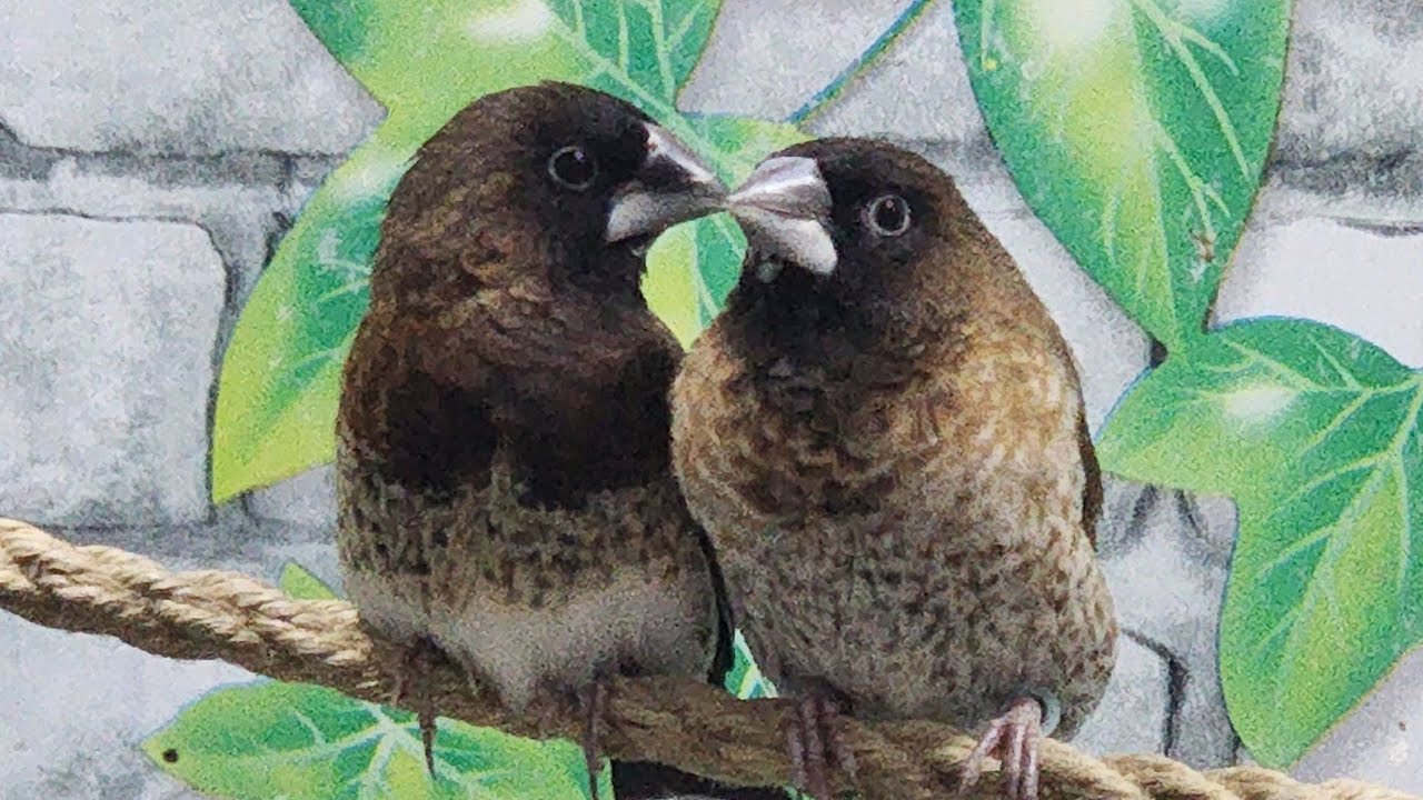 Como sexar las isabelitas de japon o manones