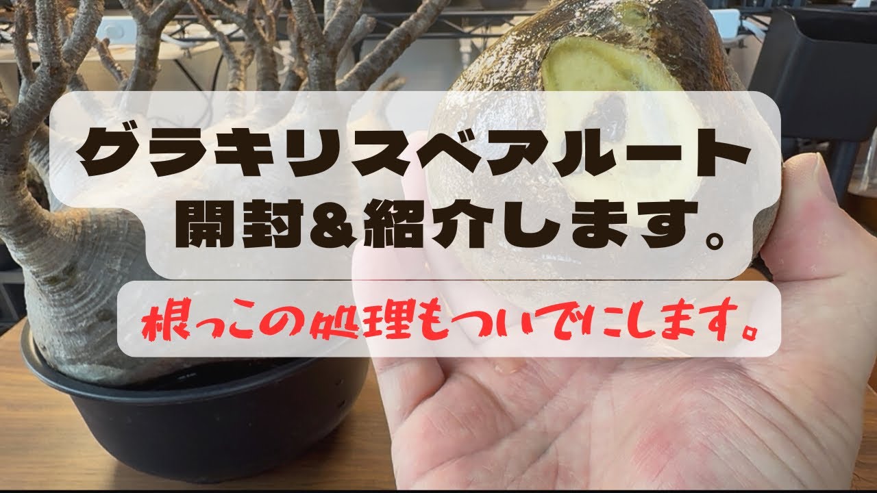 【塊根植物】グラキリスベアルート株　開封