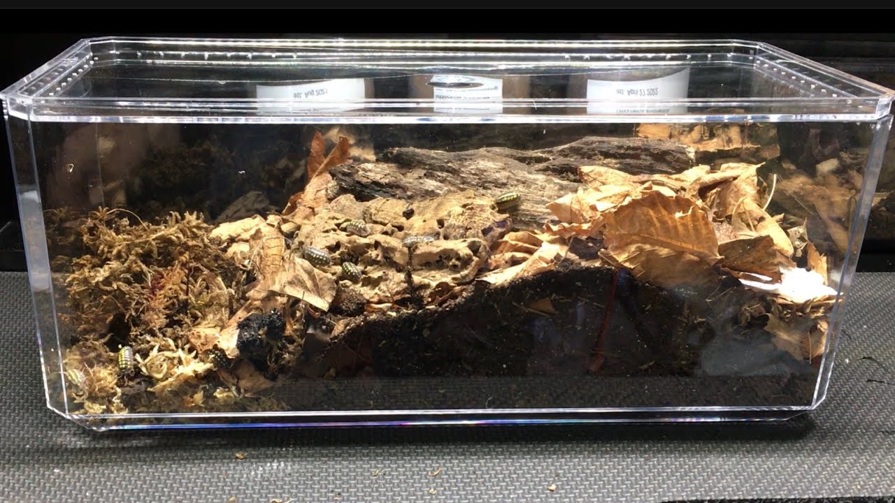 Корпуса для дисплеев Isopod по доступной цене