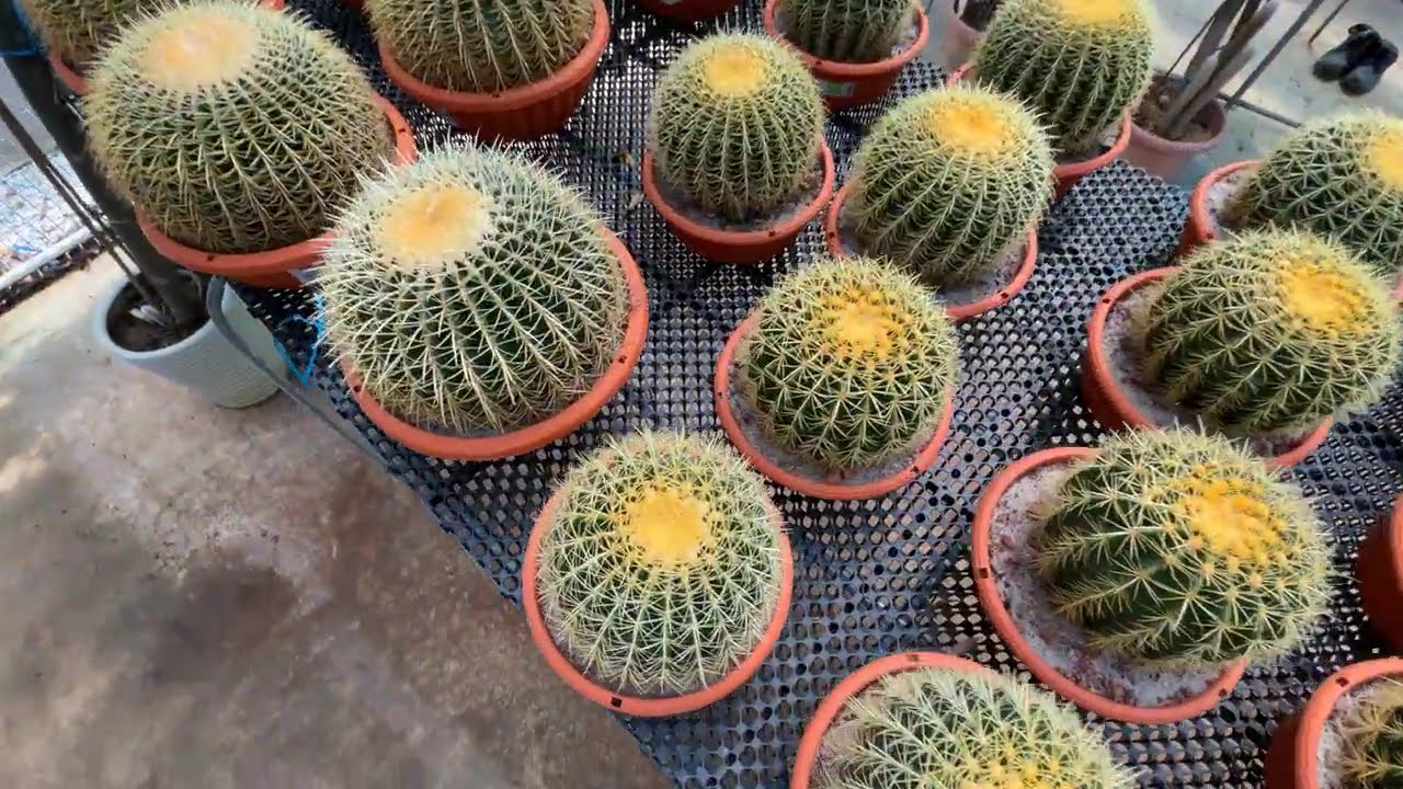 🇸🇬 Singapore's Largest Nursery Now in Jurong East (World Farm & Hua Hng Jurong)