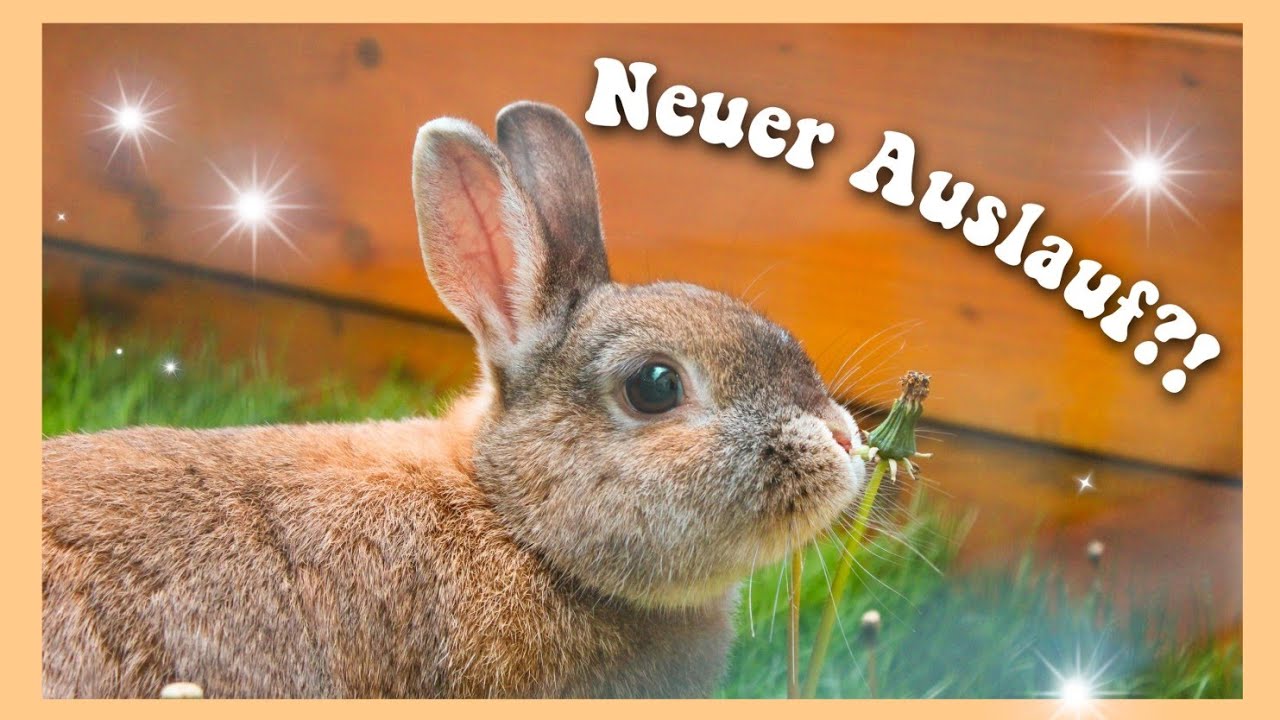 AUSLAUF UMGESTALTEN ⚒️ + DIY HÄUSCHEN aus einer Holzkiste 🐇// Meine Mümmler
