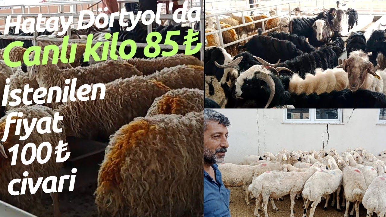 13.05.2023 DÖRTYOL KÜÇÜKBAŞ HAYVAN PAZARI #kurbanlıkfiyatları #kuzulukoyun #adak #kuzu #oğlak