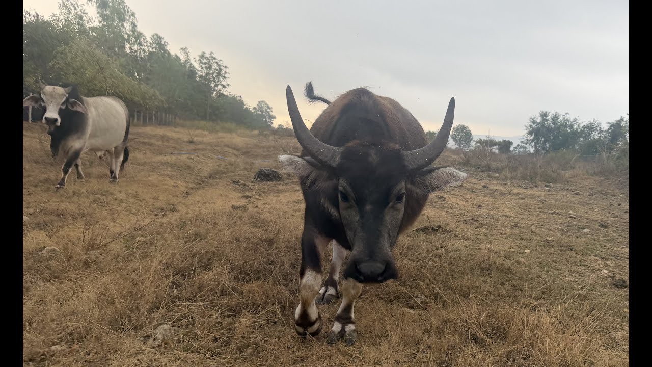 Zorro acorralado por Gertru