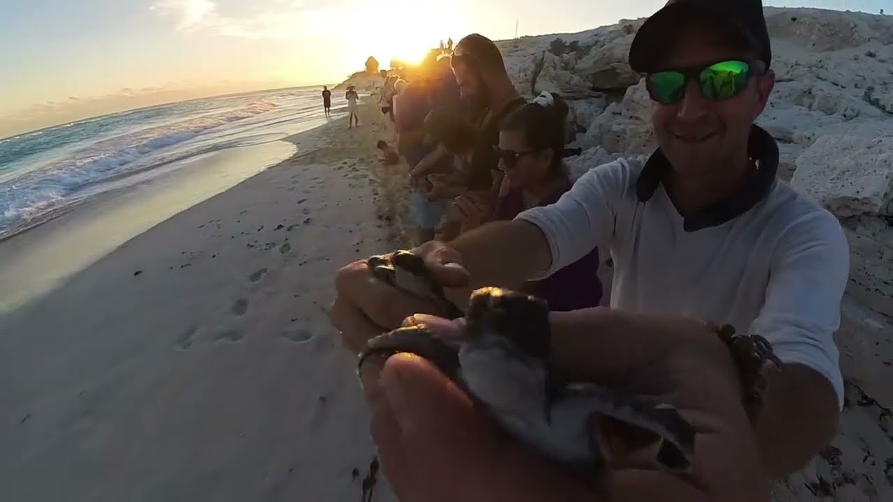 La relâche de bébés tortues a Cayo Largo, Cuba