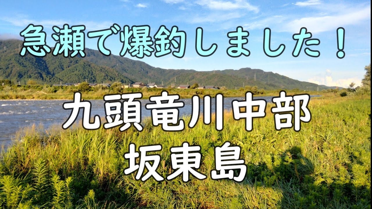 240921 九頭竜川 坂東島 第一弾  45匹