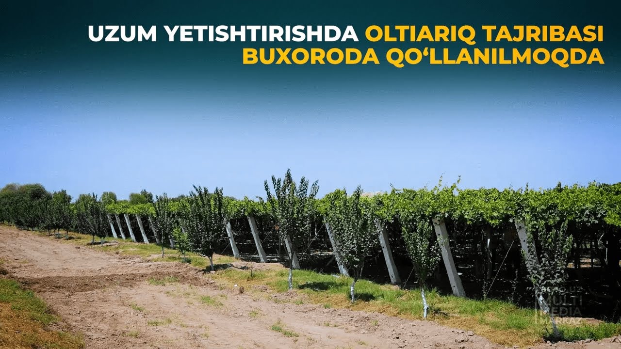 Uzum yetishtirishda Oltiariq tajribasi Buxoroda qo'llanilmoqda