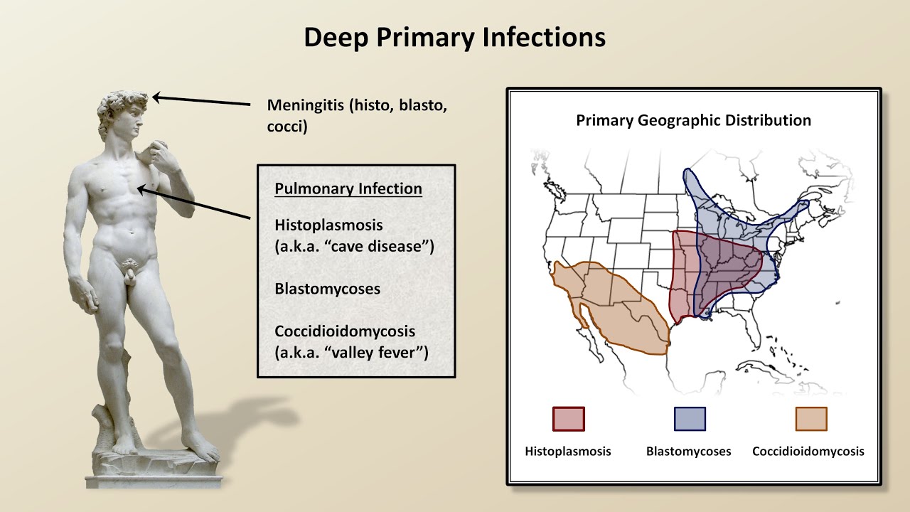 An Overview of Fungal Infections (Fungal Infections - Lesson 2)