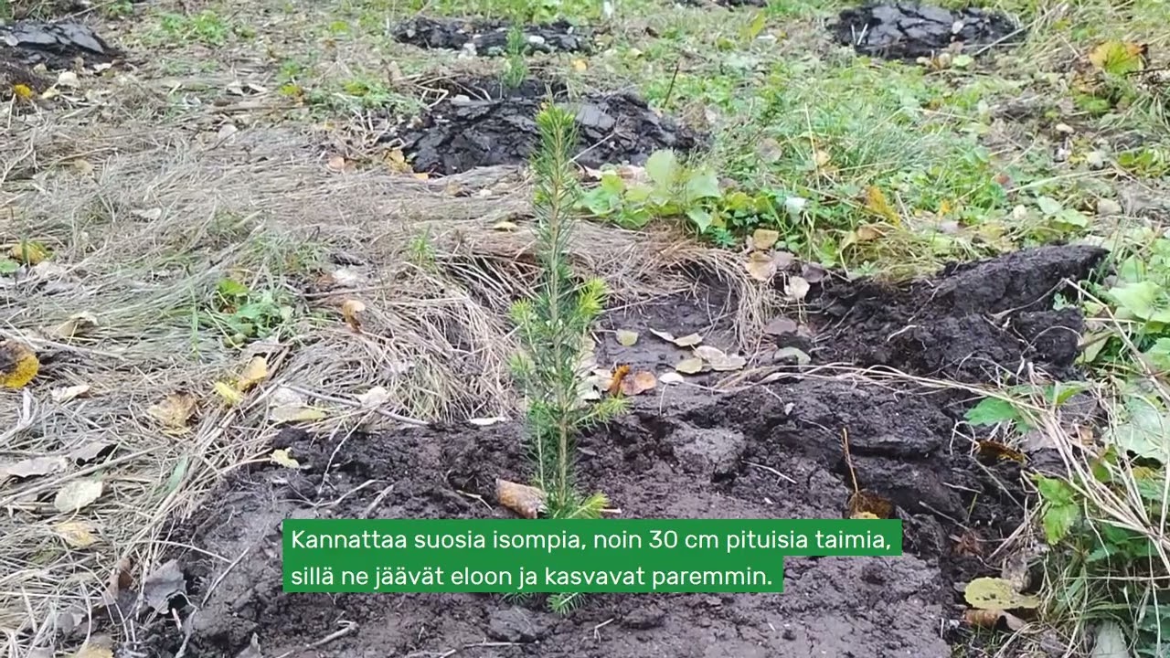 Peltoheittojen metsitys: Näin metsitän peltoheiton 2/2