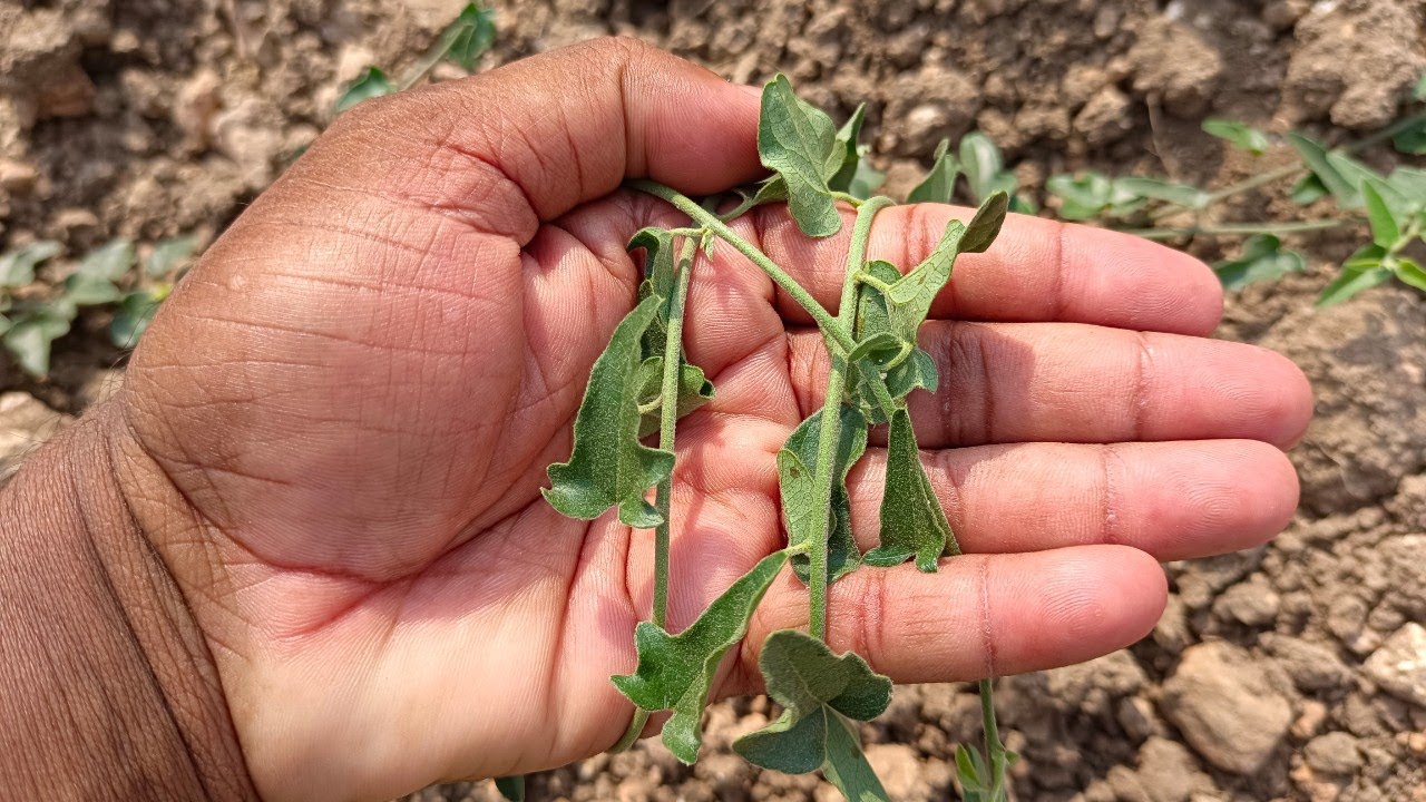 ఏ వశికరణం వద్దు ఏమంత్రం వద్దు | ఇది మీ దగ్గర ఉంటే చాలు మీరు కోరుకున్నవారు మీసొంతం అవుతారు