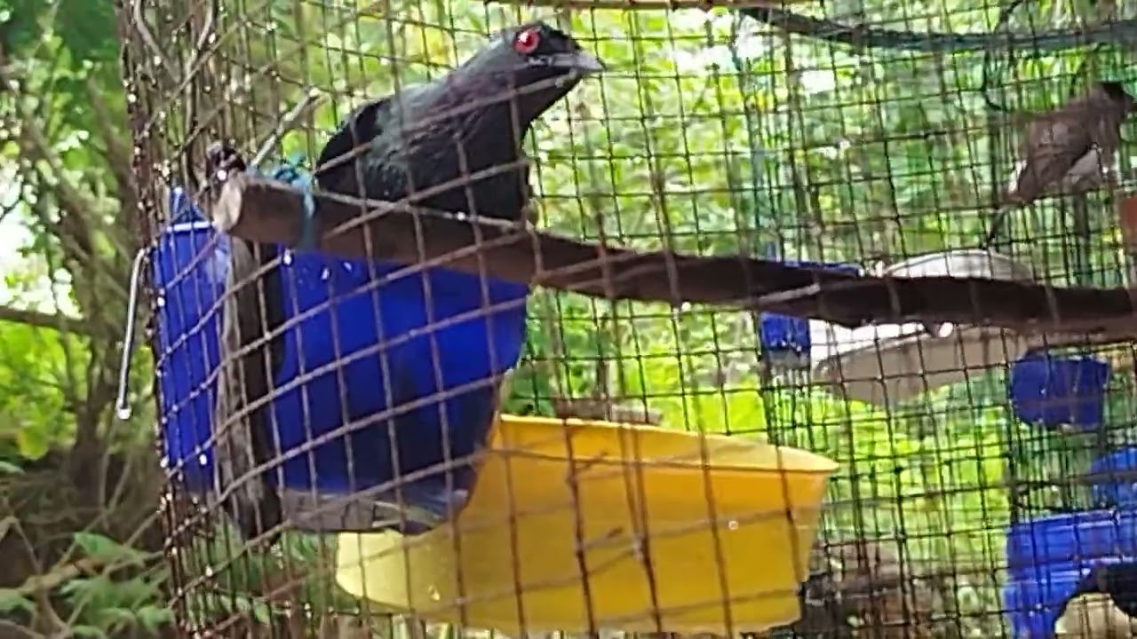 burung perling mandi #BurungPerlingKumbang#MandiSore#HewanPeliharaan#BurungKesayangan#PerlingAktif