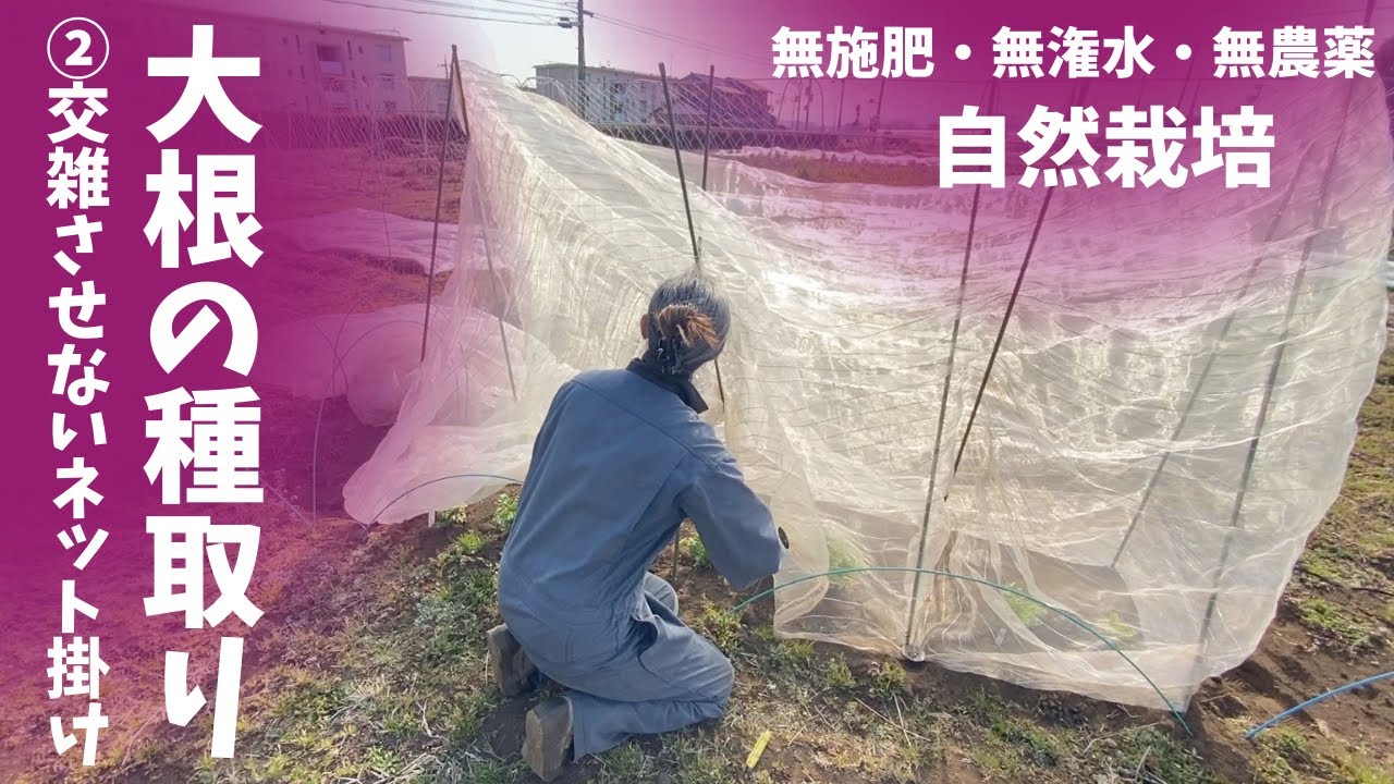 交雑させずに種を取る。簡単！#固定種大根 の種を取ろう②【#自然栽培 #家庭菜園】