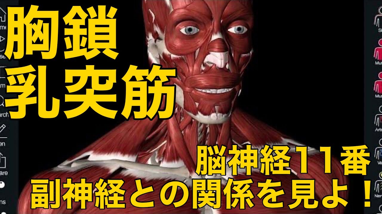 【胸鎖乳突筋】脳神経11番 副神経との関係を見よ！