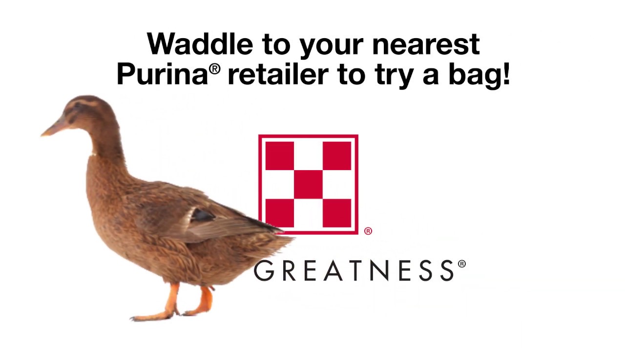 What to feed ducks? Purina® Duck Feed now available.