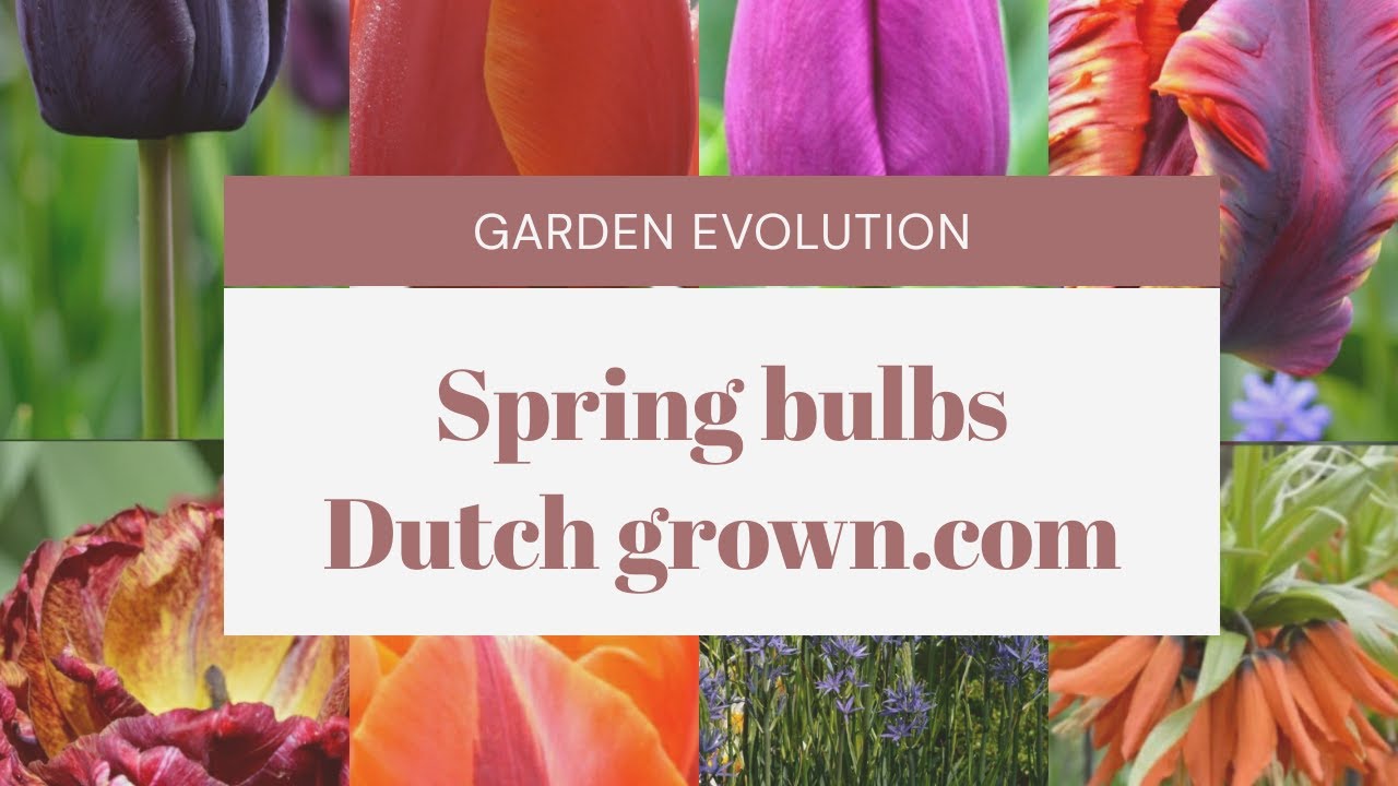 Spring bulb planting 🌷❇️🌷