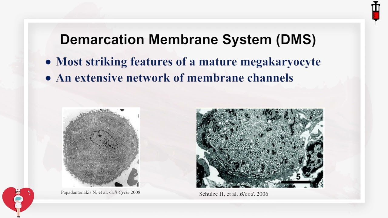 9.3 Megakaryocyte development and platelet formation
