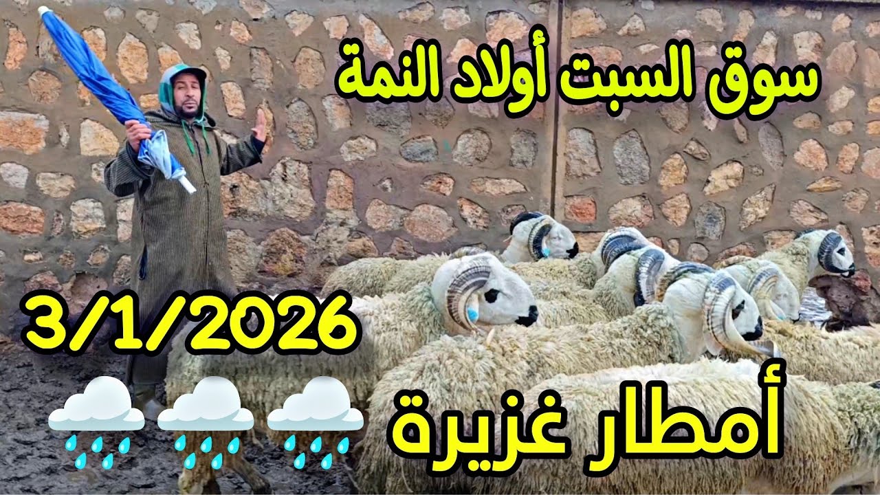 مباشرة من سوق السبت أولاد النمة الحولي والحولية والنعجة تاريخ 3/1/2026 مع الأمطار الغزيرة 🌧️🌧️🌧️🐑🐑