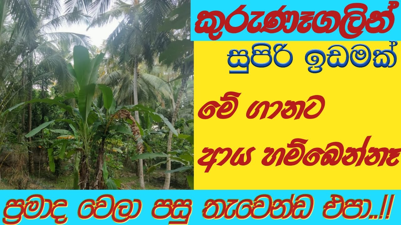 Land For Sale in Kurunegala | Aduwata idamak Sri Lanka | Aduwata idam