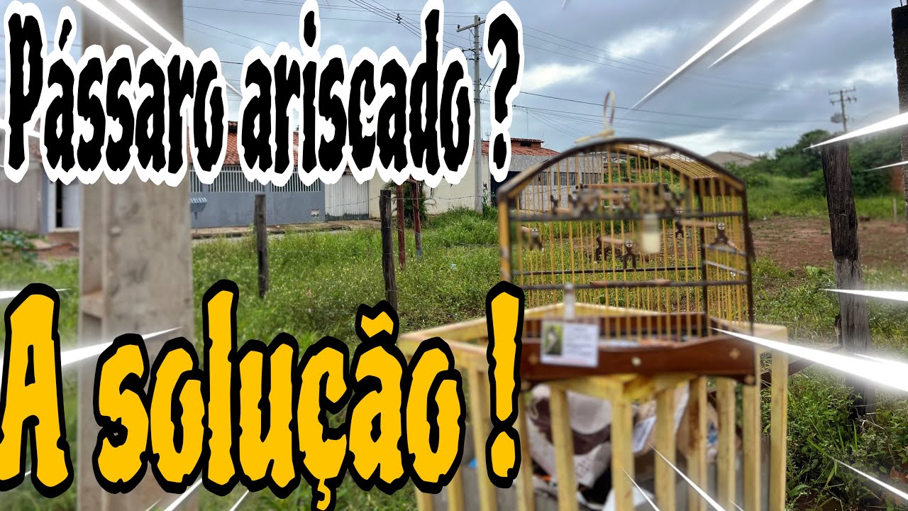 ADQUIRIU UM PAPA CAPIM OU COLEIRO QUE SE ASSUSTA COM QUALQUER COISA ? ESSE E O MANEJO IDEAL@manotom 