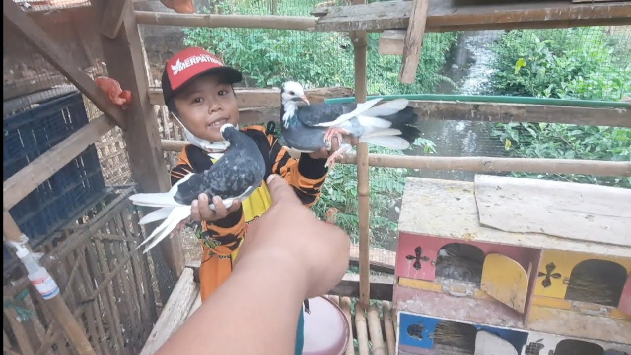 Fatih Cari Merpati Baru di Kandang Player Nyai @nyaimerpati | Ada Anakan Merpati Legenda Quin Part1
