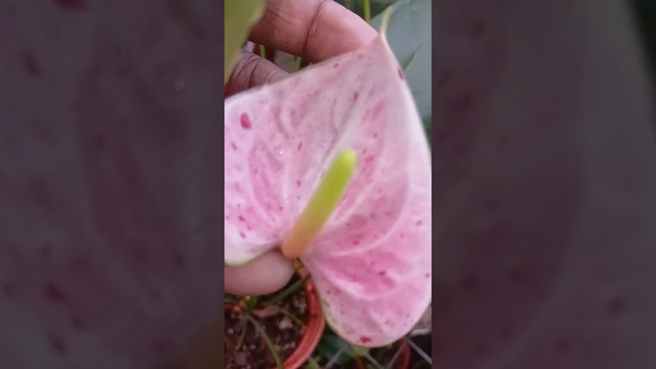 මේ වගේ ටිකක් ඕනෙද... පැකේජ් අංක  679 අමතන්න 076 4051703 