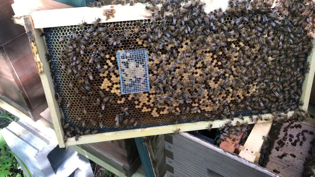 A Way To Get A Few Extra Queens Via The OTS System
