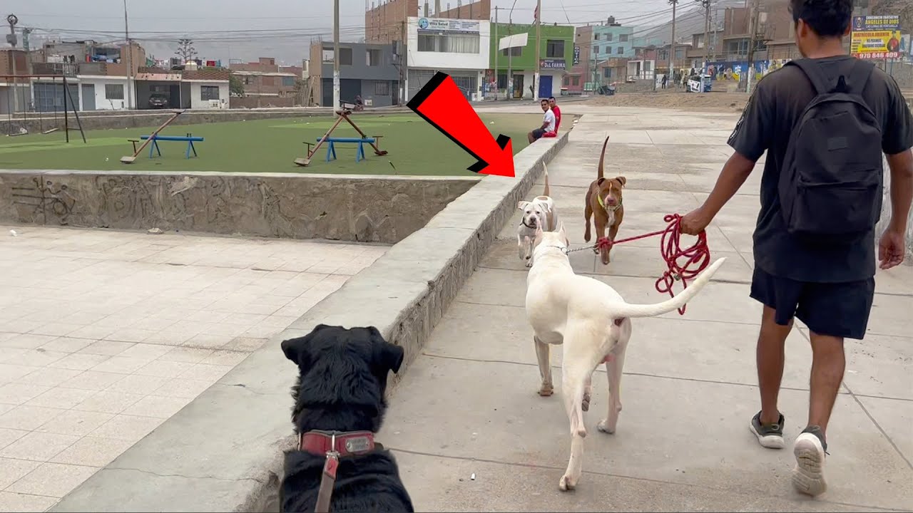Encuentro callejero canino - Dogo Argentino, Tipo Bull, Rottweiler