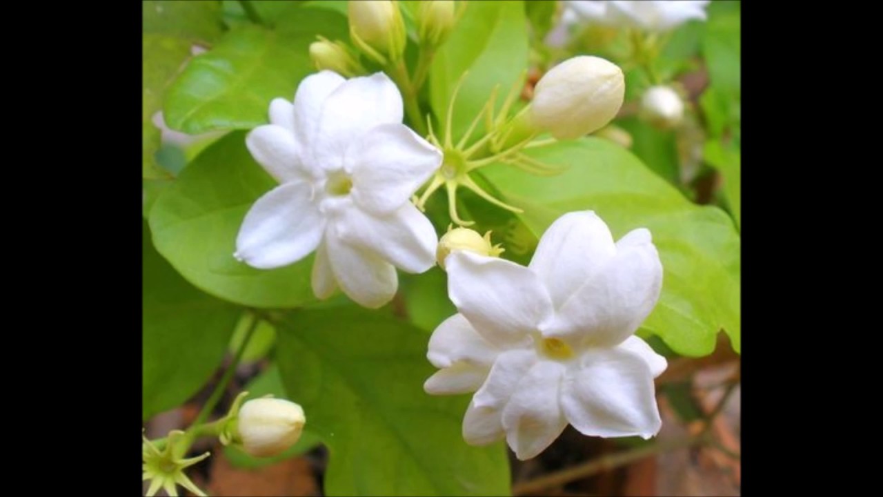 Vanasumadolenna by DVG (ಡಿವಿಜಿಯವರ ವನಸುಮದೊಲೆನ್ನ)
